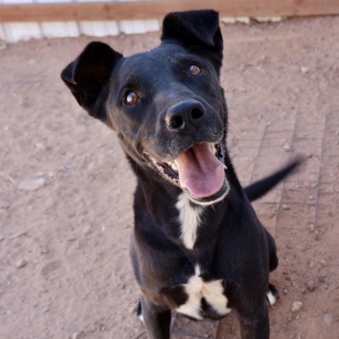 Jackson, an adoptable Mixed Breed in Moab, UT, 84532 | Photo Image 1