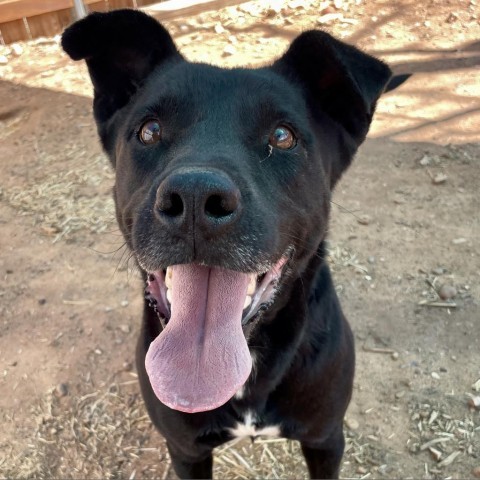 Jackson, an adoptable Mixed Breed in Moab, UT, 84532 | Photo Image 1