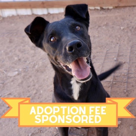 Jackson, an adoptable Mixed Breed in Moab, UT, 84532 | Photo Image 1