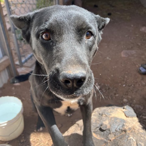 Jackson, an adoptable Mixed Breed in Moab, UT, 84532 | Photo Image 2