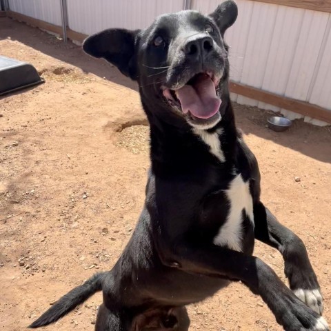 Jackson, an adoptable Mixed Breed in Moab, UT, 84532 | Photo Image 3