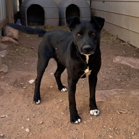 Jackson, an adoptable Mixed Breed in Moab, UT, 84532 | Photo Image 4