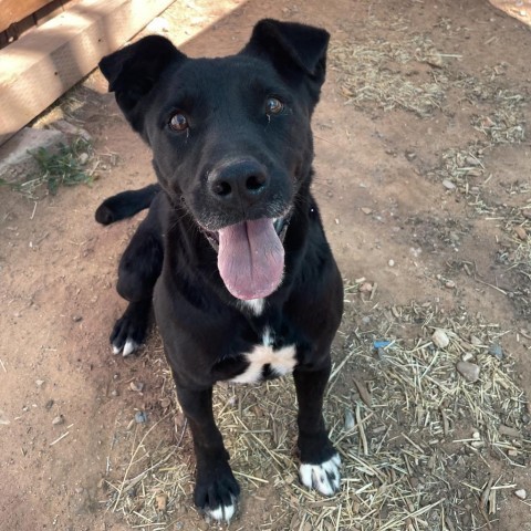 Jackson, an adoptable Mixed Breed in Moab, UT, 84532 | Photo Image 4