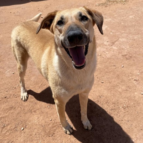 Ray (Whinny), an adoptable Mixed Breed in Moab, UT, 84532 | Photo Image 1