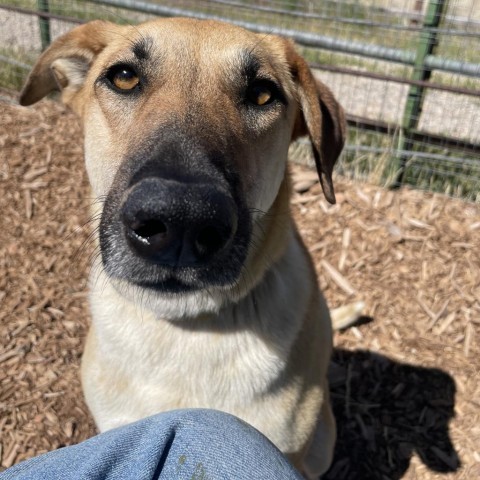 Ray (Whinny), an adoptable Mixed Breed in Moab, UT, 84532 | Photo Image 2