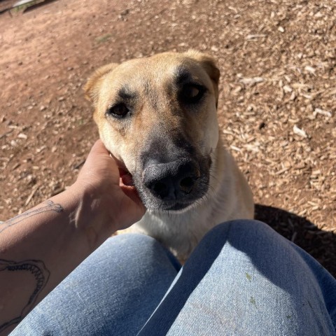 Ray (Whinny), an adoptable Mixed Breed in Moab, UT, 84532 | Photo Image 3