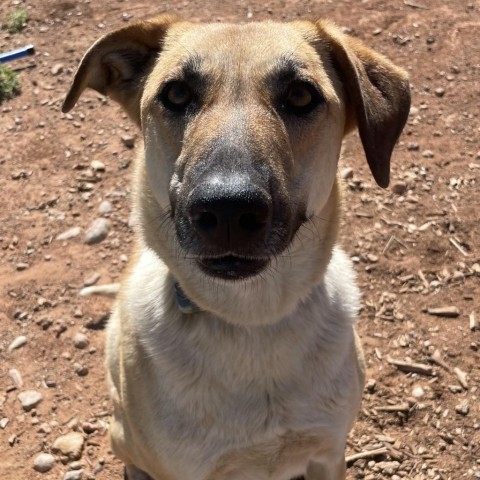 Ray (Whinny), an adoptable Mixed Breed in Moab, UT, 84532 | Photo Image 4