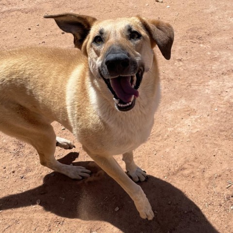 Ray (Whinny), an adoptable Mixed Breed in Moab, UT, 84532 | Photo Image 5