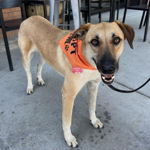 Ray (Whinny), an adoptable Mixed Breed in Moab, UT, 84532 | Photo Image 6