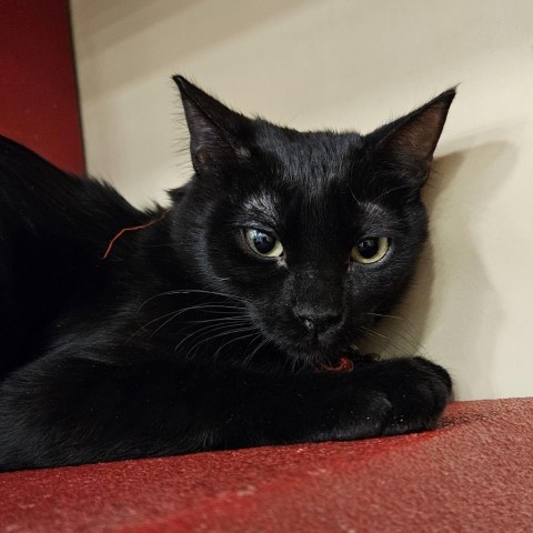 Bagherra, an adoptable Domestic Long Hair in Las Vegas, NV, 89146 | Photo Image 1