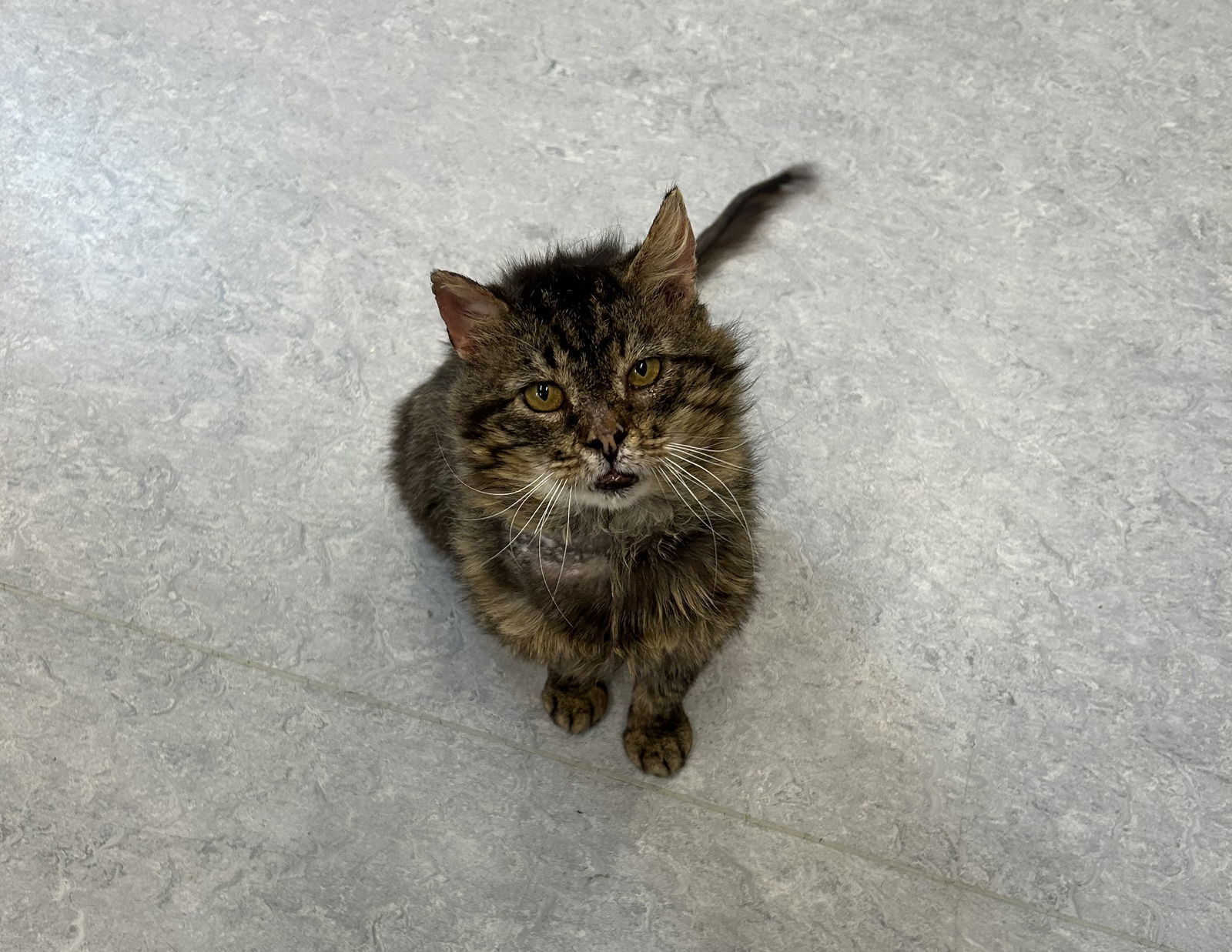 Morgan, an adoptable Domestic Medium Hair in Arlington, VT, 05250 | Photo Image 1