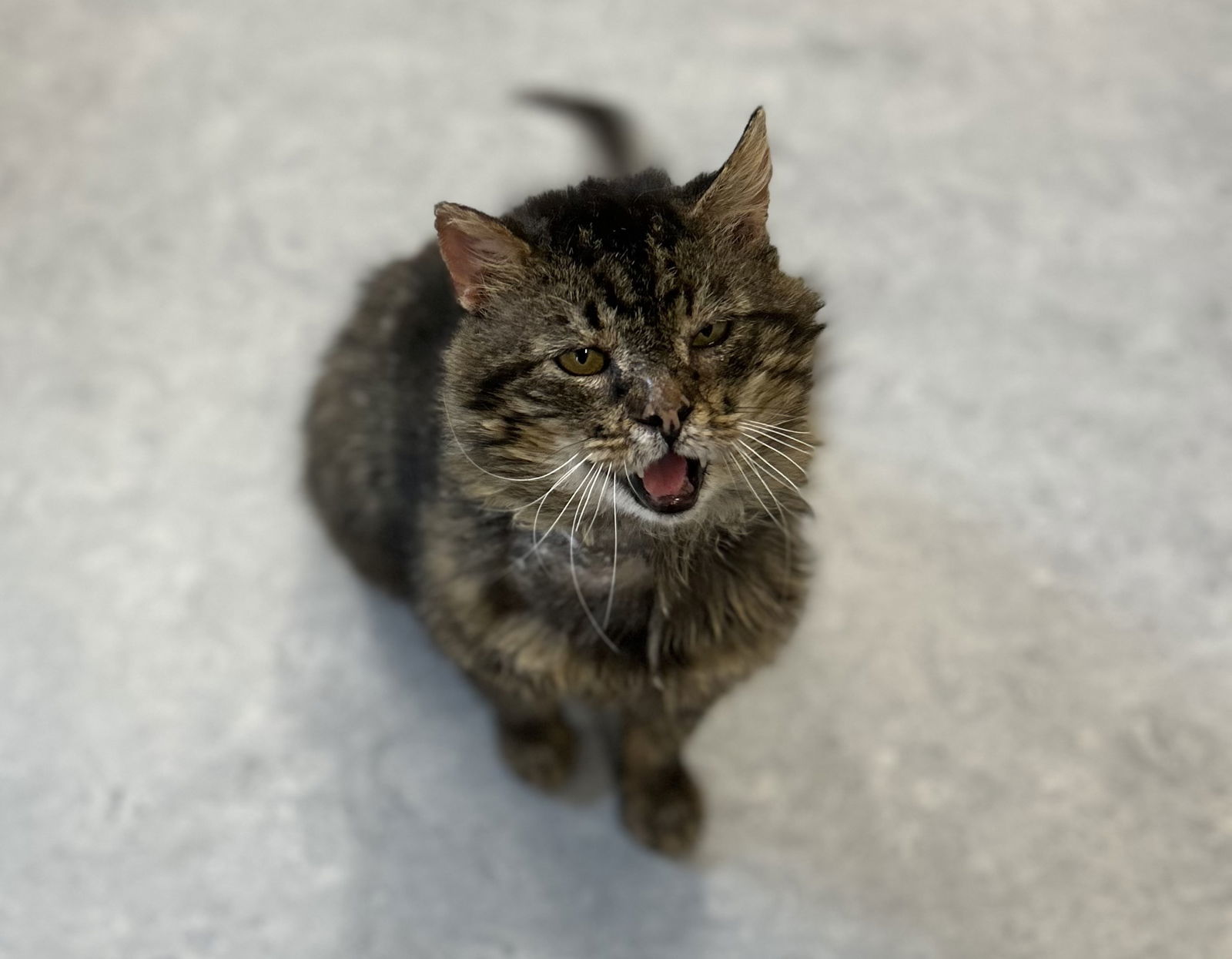 Morgan, an adoptable Domestic Medium Hair in Arlington, VT, 05250 | Photo Image 2