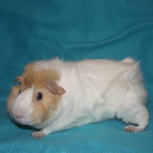Im Felix a 1 year old Abyssinian male guinea pig who was found abandoned in an apartment complex w