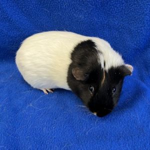 Im Milo a 3 year old American male guinea pig who was surrendered with my buddy Jax after my fami