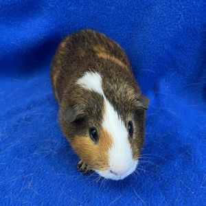 Im Jax a 5 year old American male guinea pig who was surrendered with my buddy Milo after my fami