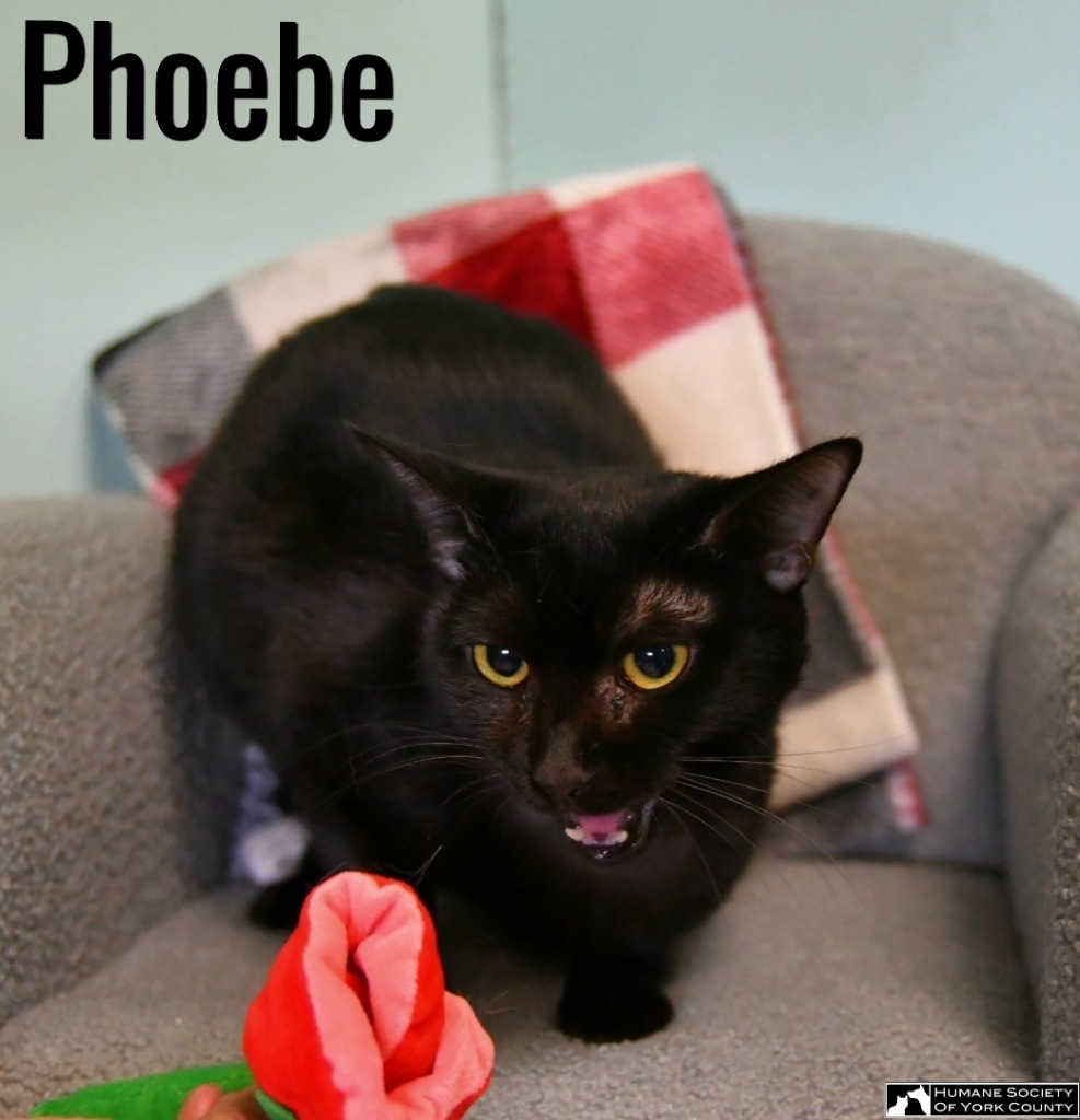 Phoebe