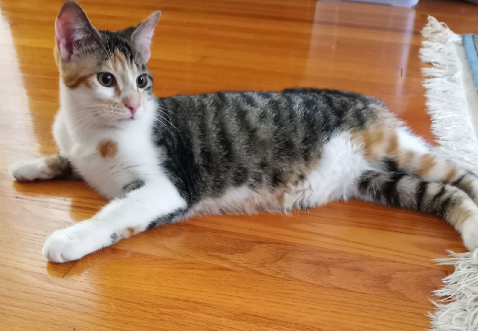 Macaron, an adoptable Dilute Calico, Domestic Short Hair in Traverse City, MI, 49686 | Photo Image 1