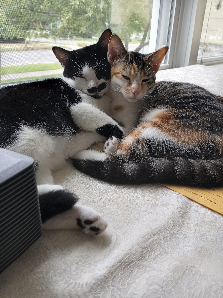 Macaron, an adoptable Dilute Calico, Domestic Short Hair in Traverse City, MI, 49686 | Photo Image 2