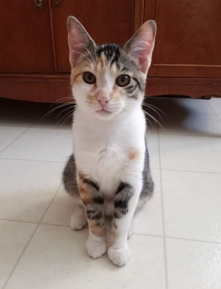 Macaron, an adoptable Dilute Calico, Domestic Short Hair in Traverse City, MI, 49686 | Photo Image 3