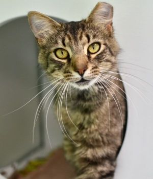 Ollie is a charming young feline who found his way to Good Mews after being discovered living as a s