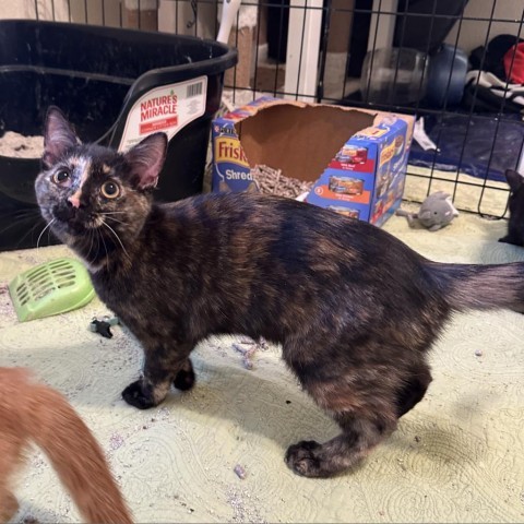 Lani, an adoptable Domestic Short Hair in Phoenix, AZ, 85086 | Photo Image 1