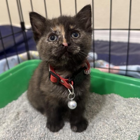 Lani, an adoptable Domestic Short Hair in Phoenix, AZ, 85086 | Photo Image 3