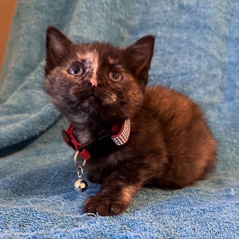 Lani, an adoptable Domestic Short Hair in Phoenix, AZ, 85086 | Photo Image 4