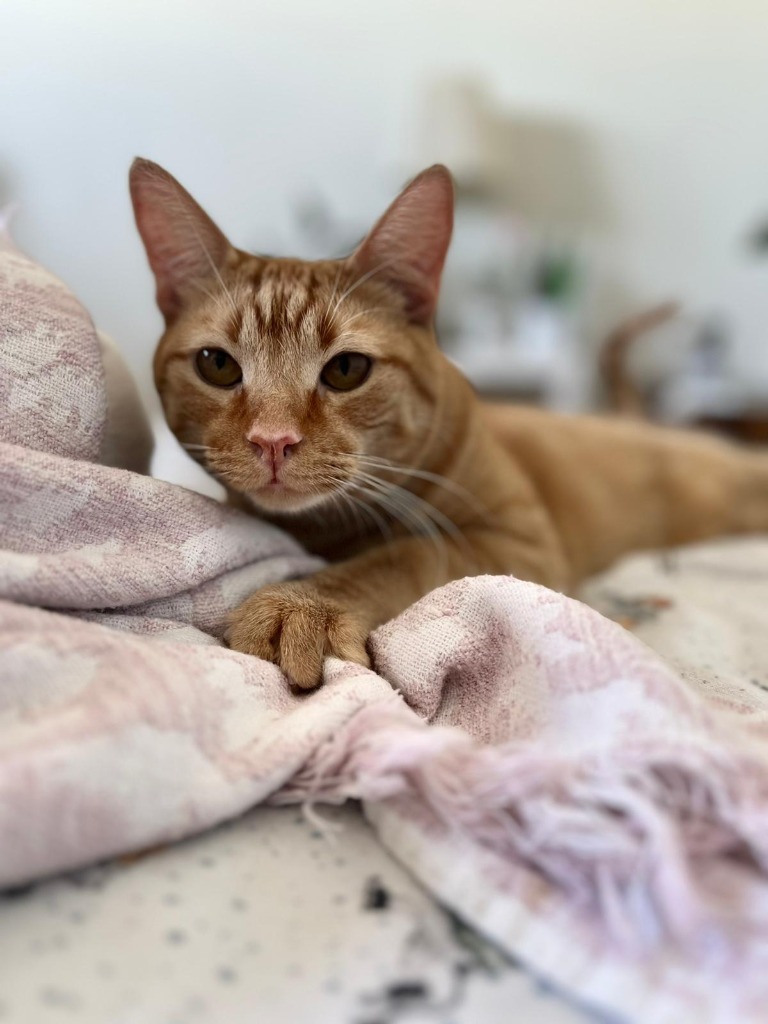 Leonardo DiMeow-eo, an adoptable Domestic Short Hair in Calgary, AB, T3S 0C5 | Photo Image 1