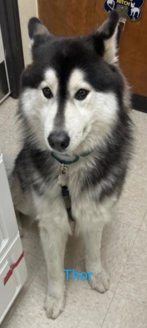 You can fill out an adoption application online on our official websiteCOURTESY LISTING THOR is a s