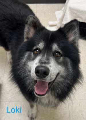 You can fill out an adoption application online on our official websiteCOURTESY LISTING LOKI is an 