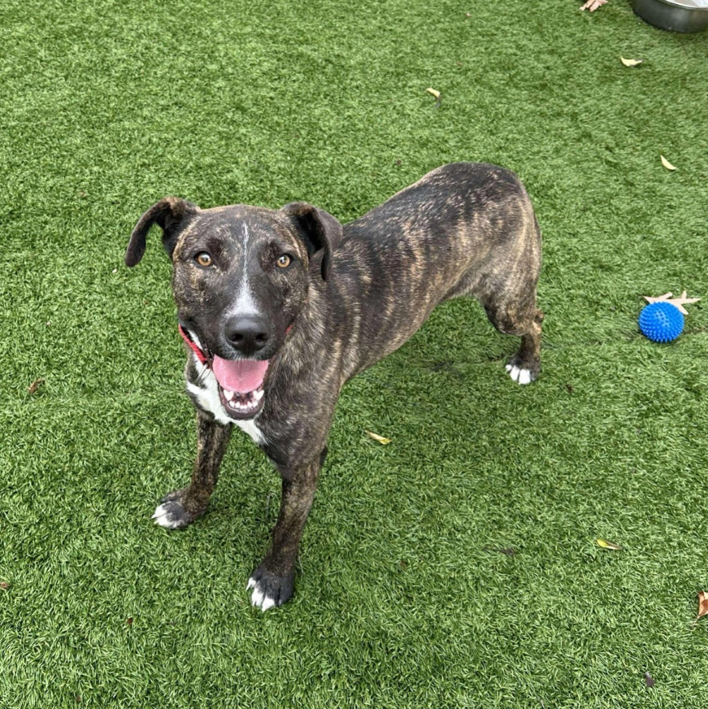 Mischief, an adoptable Catahoula Leopard Dog in Sunrise Beach, MO, 65079 | Photo Image 1