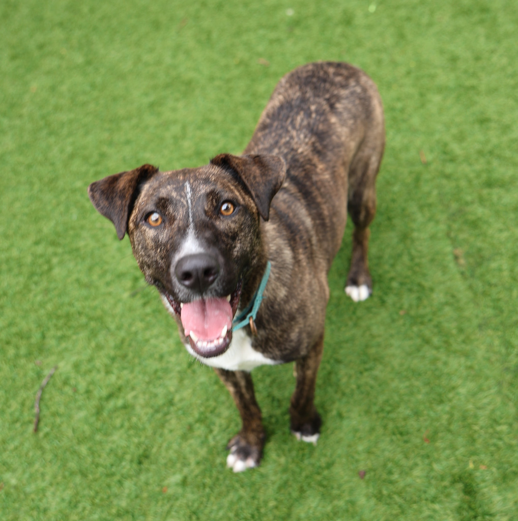 Mischief, an adoptable Catahoula Leopard Dog in Sunrise Beach, MO, 65079 | Photo Image 1
