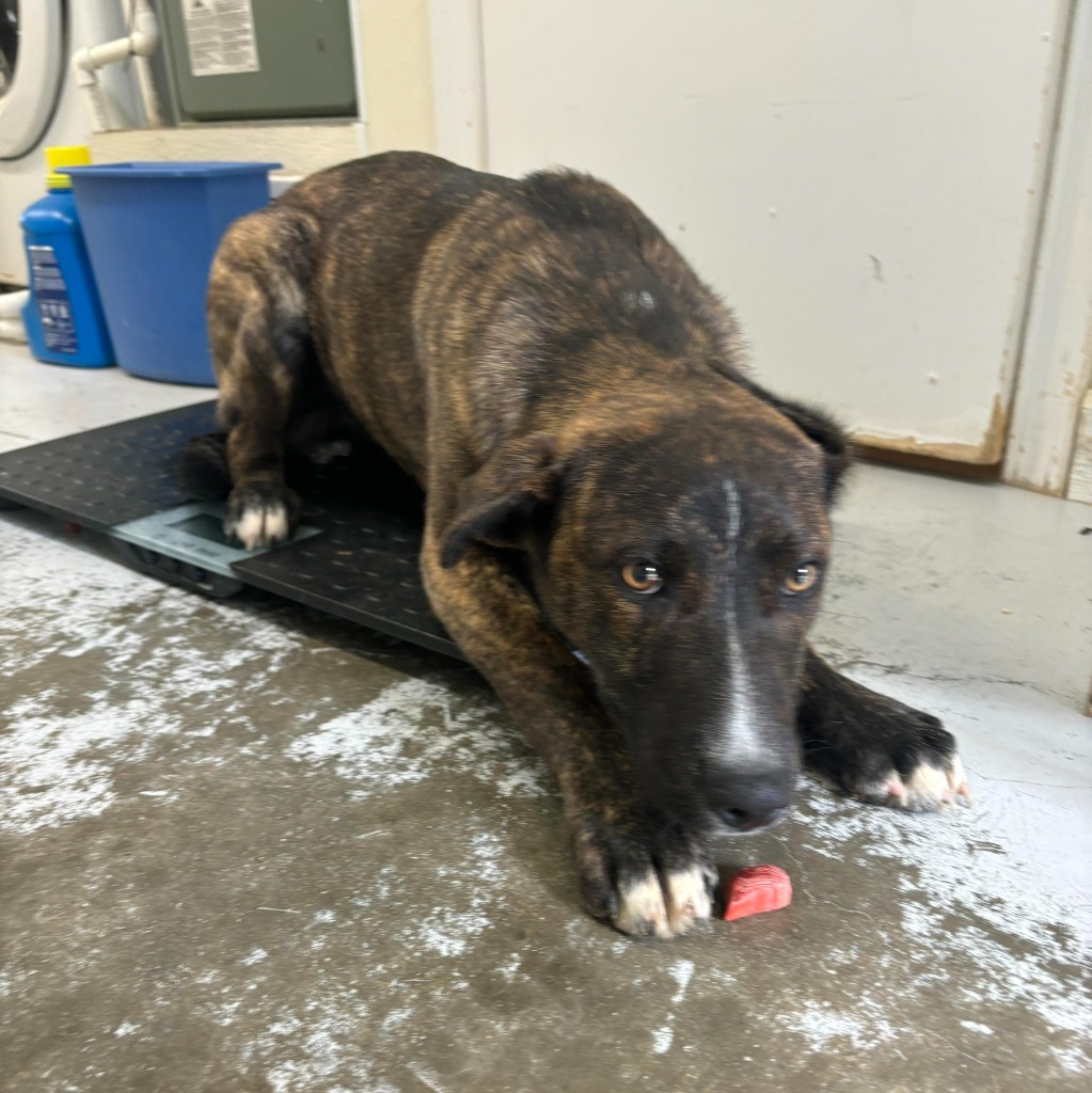 Mischief, an adoptable Catahoula Leopard Dog in Sunrise Beach, MO, 65079 | Photo Image 2