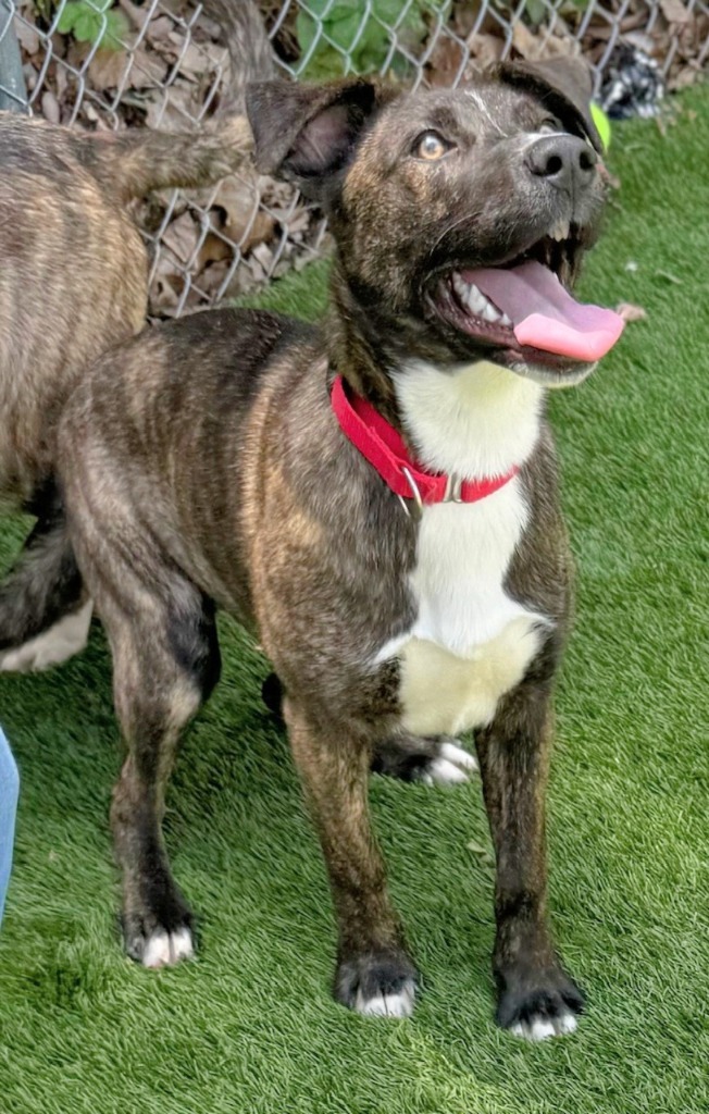 Mischief, an adoptable Catahoula Leopard Dog in Sunrise Beach, MO, 65079 | Photo Image 3