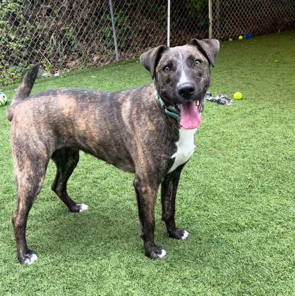 Mischief, an adoptable Catahoula Leopard Dog in Sunrise Beach, MO, 65079 | Photo Image 5