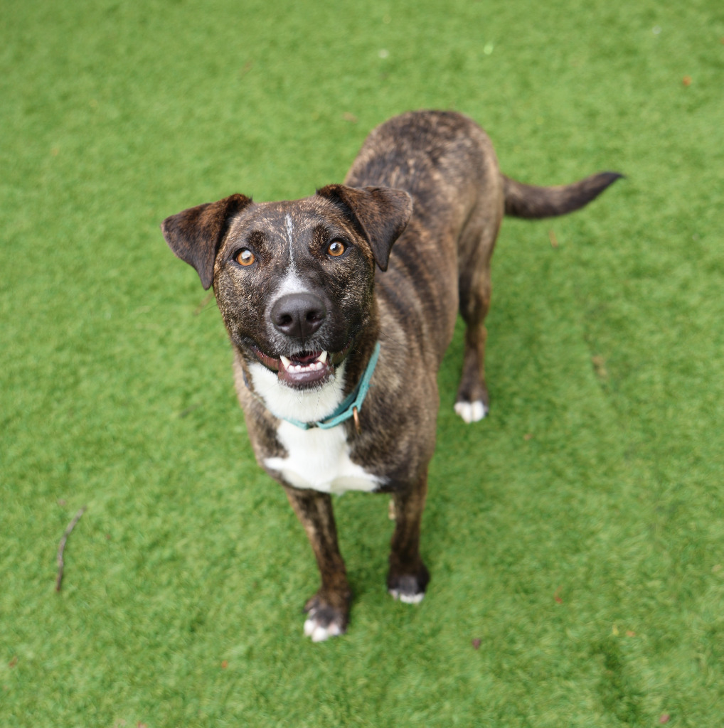 Mischief, an adoptable Catahoula Leopard Dog in Sunrise Beach, MO, 65079 | Photo Image 6