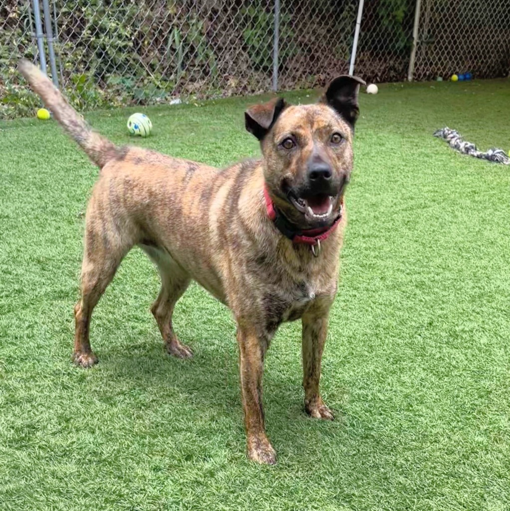 Fiasco, an adoptable Catahoula Leopard Dog in Sunrise Beach, MO, 65079 | Photo Image 1