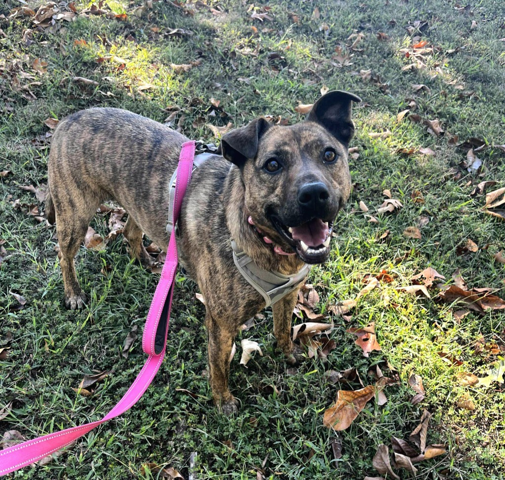Fiasco, an adoptable Catahoula Leopard Dog in Sunrise Beach, MO, 65079 | Photo Image 1