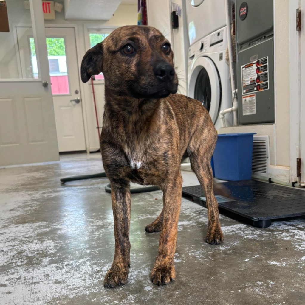 Fiasco, an adoptable Catahoula Leopard Dog in Sunrise Beach, MO, 65079 | Photo Image 2