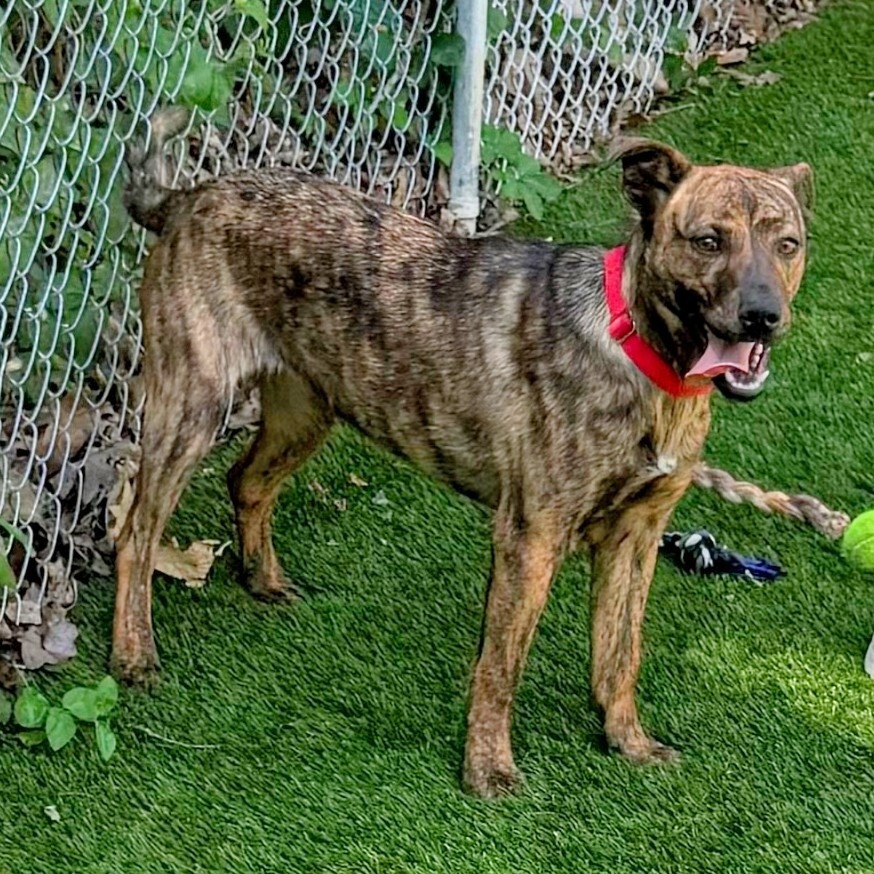 Fiasco, an adoptable Catahoula Leopard Dog in Sunrise Beach, MO, 65079 | Photo Image 3