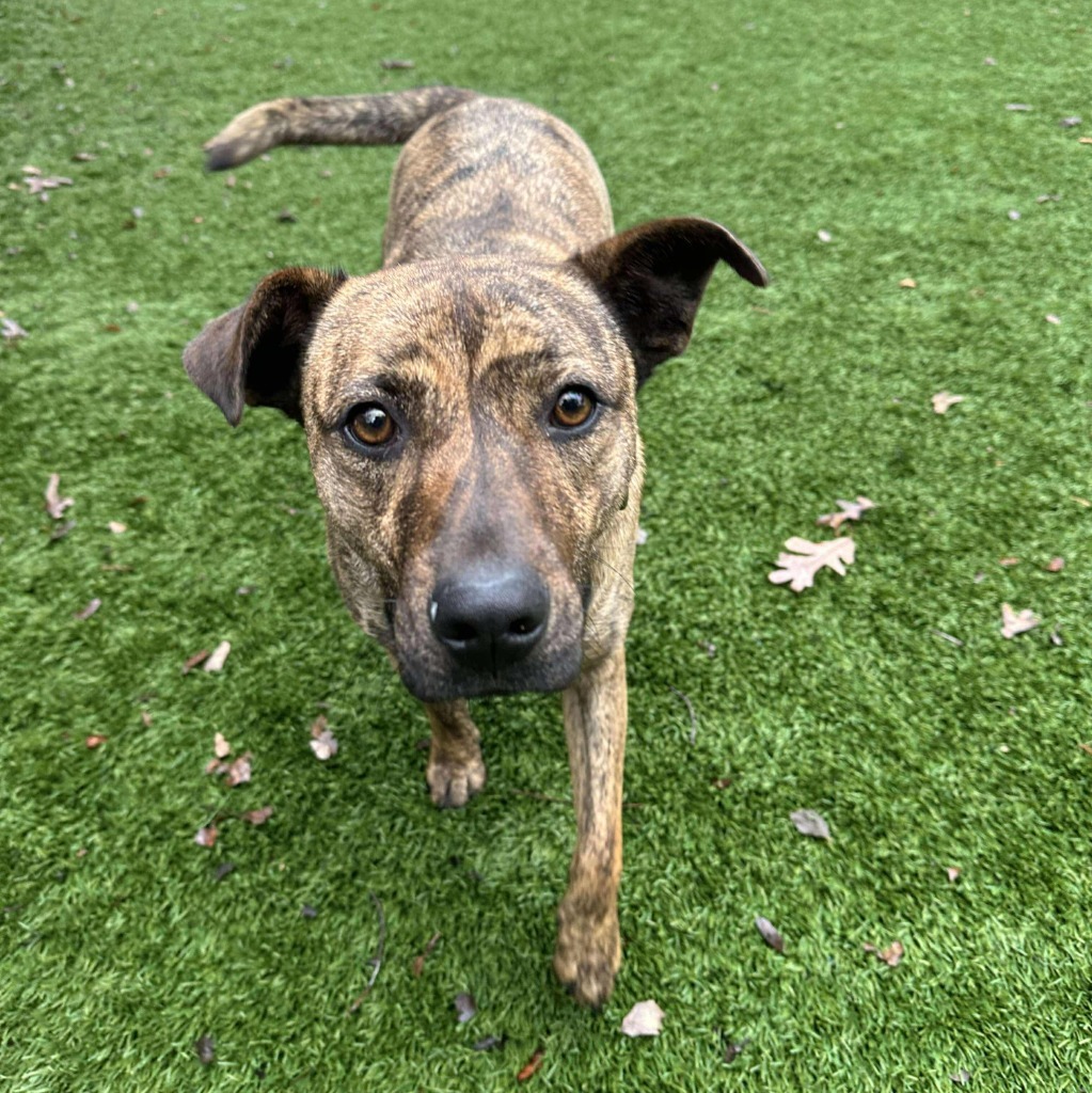 Fiasco, an adoptable Catahoula Leopard Dog in Sunrise Beach, MO, 65079 | Photo Image 4