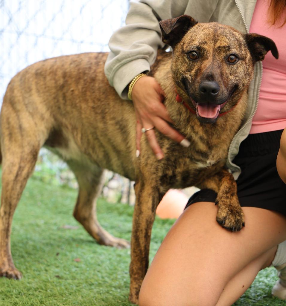 Fiasco, an adoptable Catahoula Leopard Dog in Sunrise Beach, MO, 65079 | Photo Image 5