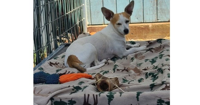 Sweet Pea, an adoptable Chihuahua in Santa Rosa, CA, 95401 | Photo Image 1