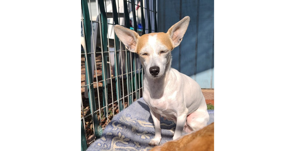 Sweet Pea, an adoptable Chihuahua in Santa Rosa, CA, 95401 | Photo Image 3