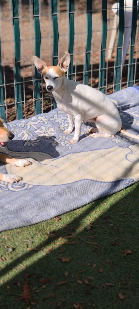 Sweet Pea, an adoptable Chihuahua in Santa Rosa, CA, 95401 | Photo Image 4