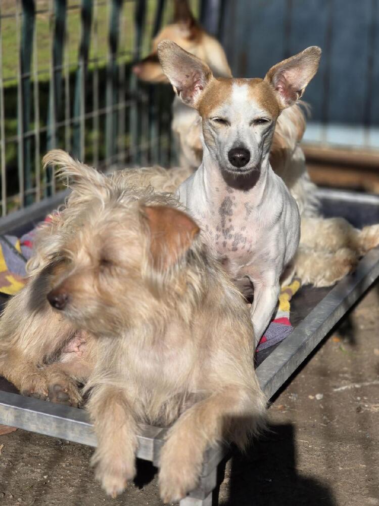 Sweet Pea, an adoptable Chihuahua in Santa Rosa, CA, 95401 | Photo Image 5