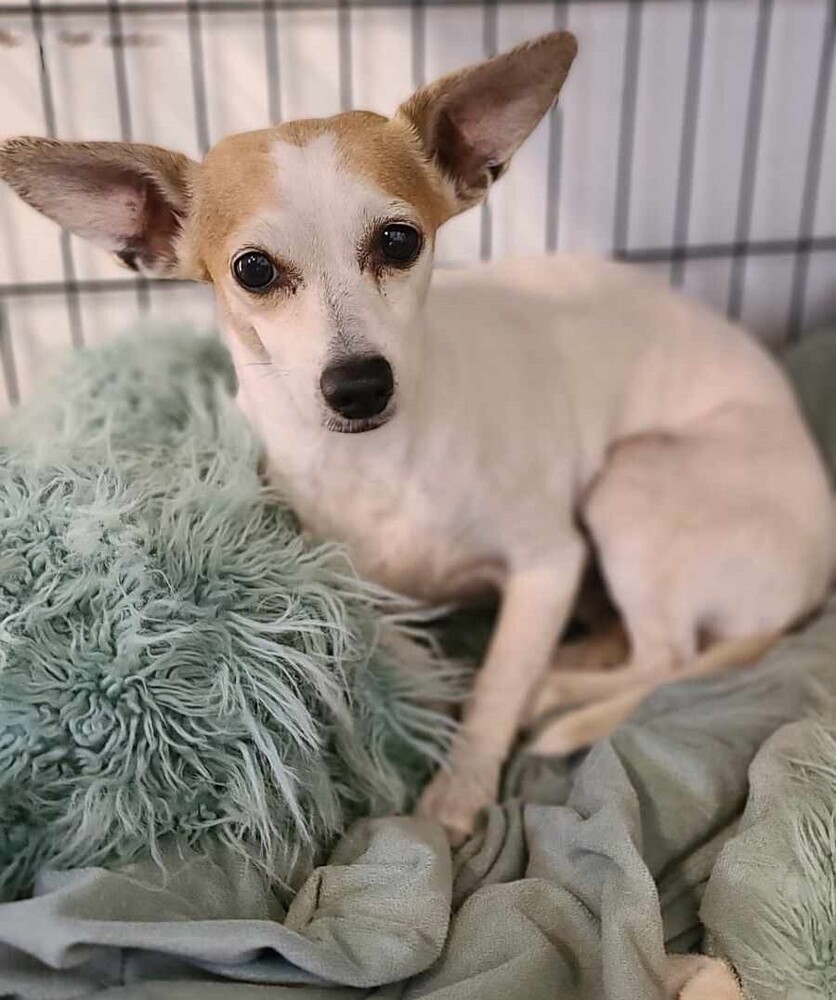 Sweet Pea, an adoptable Chihuahua in Santa Rosa, CA, 95401 | Photo Image 5