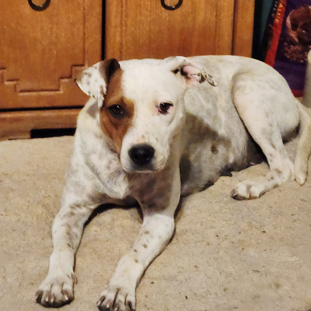 Mama Heidi, an adoptable American Bulldog, Australian Cattle Dog / Blue Heeler in Lakewood, CO, 80227 | Photo Image 1