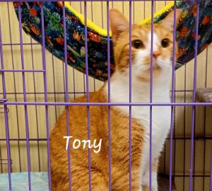 Tony #lover-boy Tabby Cat
