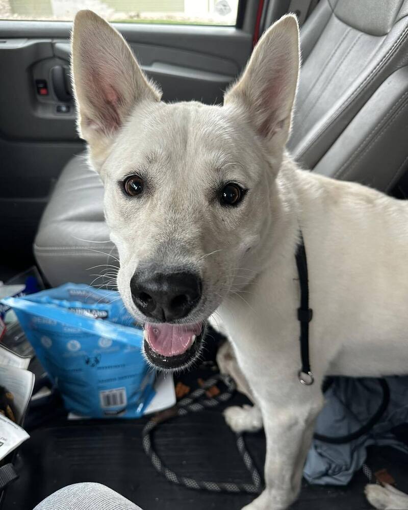 Turbo, an adoptable Mixed Breed in Mandan, ND, 58554 | Photo Image 1